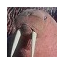Walruski