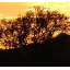 liverfire