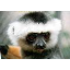 lemurtx