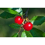 CherryBomb