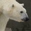polarbear22