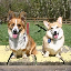 pembrokewcorgi