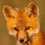 DarkFoxDK