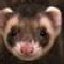 slickferret