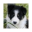 LittleFoxx