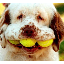 dogfog