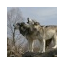 chemwolf