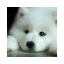 violetthewhitewolf