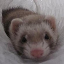 kiwifactor