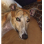 upsidehound