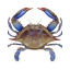 drhardcrab