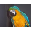 birdfreak