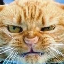 cathammer