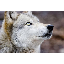 Wolfman123123