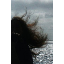 Sorcha