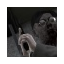 cesarfalldown