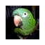 BlutoBird